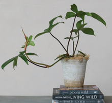 Load image into Gallery viewer, Ruffled Terra-cotta Planter