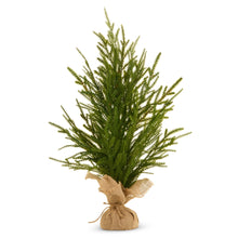 Load image into Gallery viewer, potted norfolk

