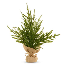 Load image into Gallery viewer, potted norfolk
