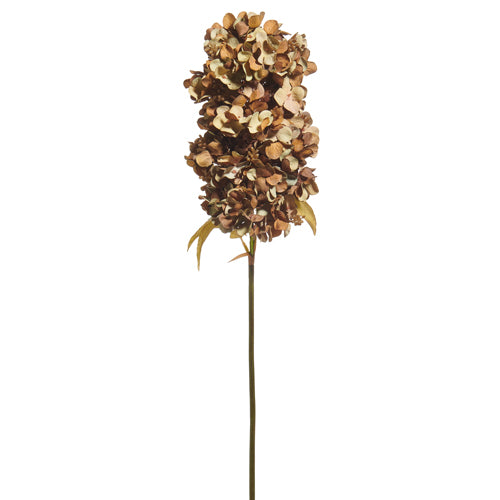 Brown Hydrangea