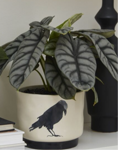 Corvus Pot Crow