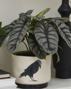 Corvus Pot Crow