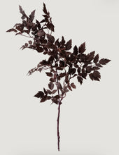 Load image into Gallery viewer, Cimicifuga Leaf Spray
