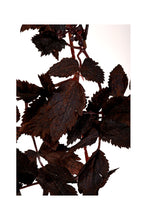 Load image into Gallery viewer, Autumn Ruscus Berry Garland
