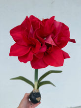 Load image into Gallery viewer, Real Touch Red Amaryllis
