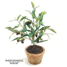 Load image into Gallery viewer, Potted Olive Tree
