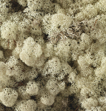 Load image into Gallery viewer, Reindeer Moss
