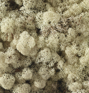 Reindeer Moss