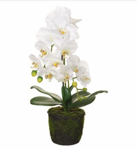 Phalaenopsis Orchid Plant