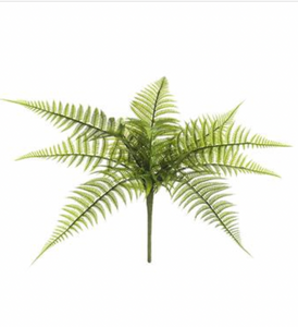 Leather Fern Bush