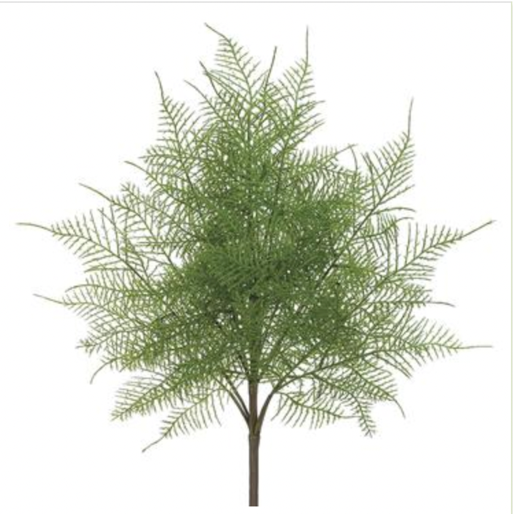 Lace Fern Bush
