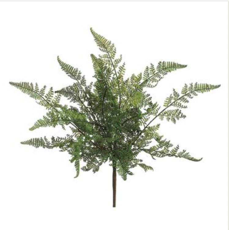 Leather Fern Bush