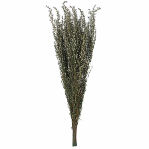 Natural White Preserved Grabia