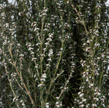 Load image into Gallery viewer, Natural White Preserved Grabia
