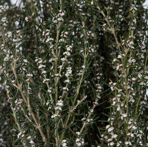 Natural White Preserved Grabia