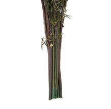 Load image into Gallery viewer, Natural White Preserved Grabia
