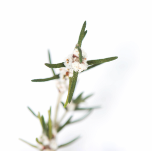 Natural White Preserved Grabia
