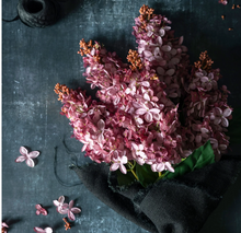 Load image into Gallery viewer, Cone Hydrangea, Sunset
