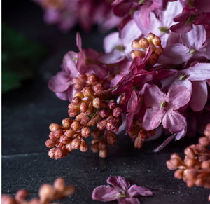 Cone Hydrangea, Sunset