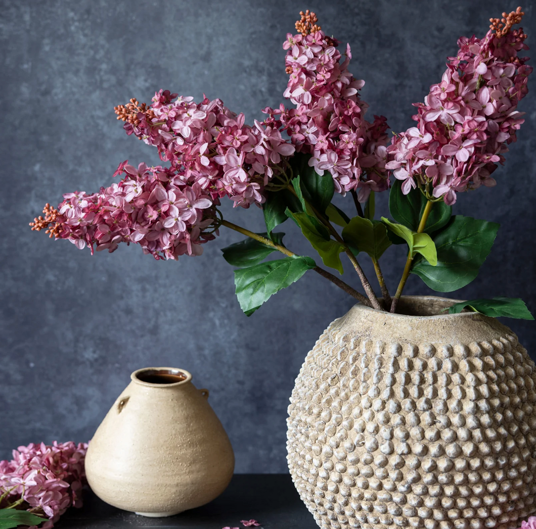Cone Hydrangea, Sunset