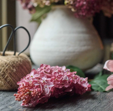 Load image into Gallery viewer, Cone Hydrangea, Sunset

