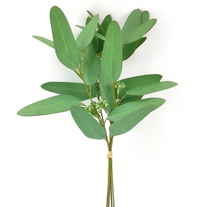 Ironback Eucalyptus Bunch