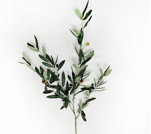Spanish Olive Branch