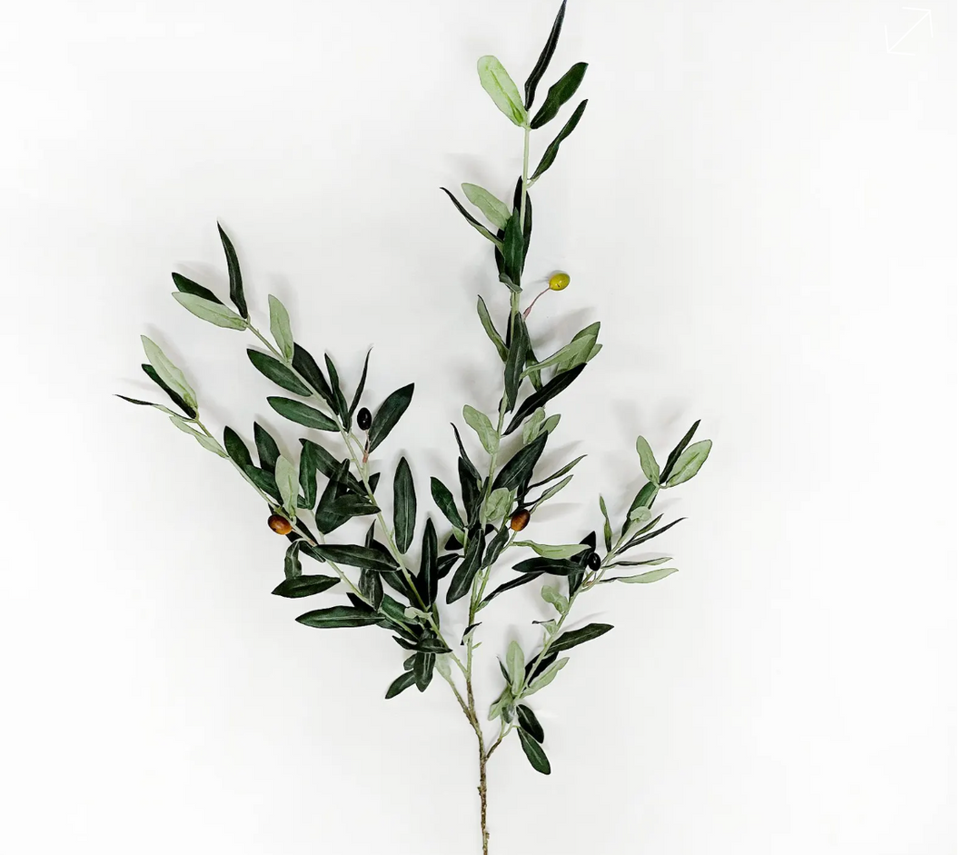 Spanish Olive Branch