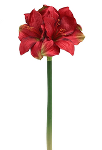 Grand Amaryllis