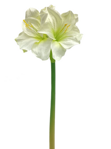 Grand Amaryllis