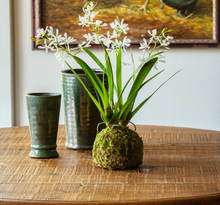 Load image into Gallery viewer, Mini Veranda Orchid
