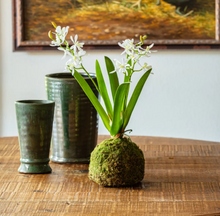 Load image into Gallery viewer, Mini Veranda Orchid
