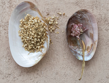 Load image into Gallery viewer, Decorative Natural Shell Footed Dish
