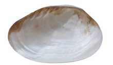 Load image into Gallery viewer, Natural Shell Footed Dish
