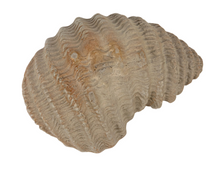 Load image into Gallery viewer, Stoneware Shell Dish
