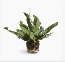 Load image into Gallery viewer, Echeveria Fern Drop In

