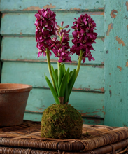 Load image into Gallery viewer, Hyacinth In Moss Ball
