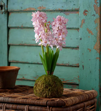 Load image into Gallery viewer, Hyacinth In Moss Ball
