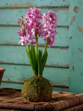 Load image into Gallery viewer, Hyacinth In Moss Ball

