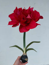 Load image into Gallery viewer, Real Touch Red Amaryllis
