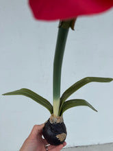 Load image into Gallery viewer, Real Touch Red Amaryllis

