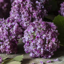 Load image into Gallery viewer, Mauve Guelder Rose
