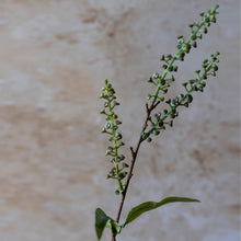 Load image into Gallery viewer, Myrtle Stem
