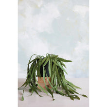 Load image into Gallery viewer, Succulent in Pot
