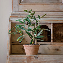 Load image into Gallery viewer, Potted Olive Tree
