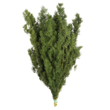 Load image into Gallery viewer, Green Ming Fern
