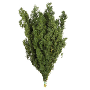 Green Ming Fern