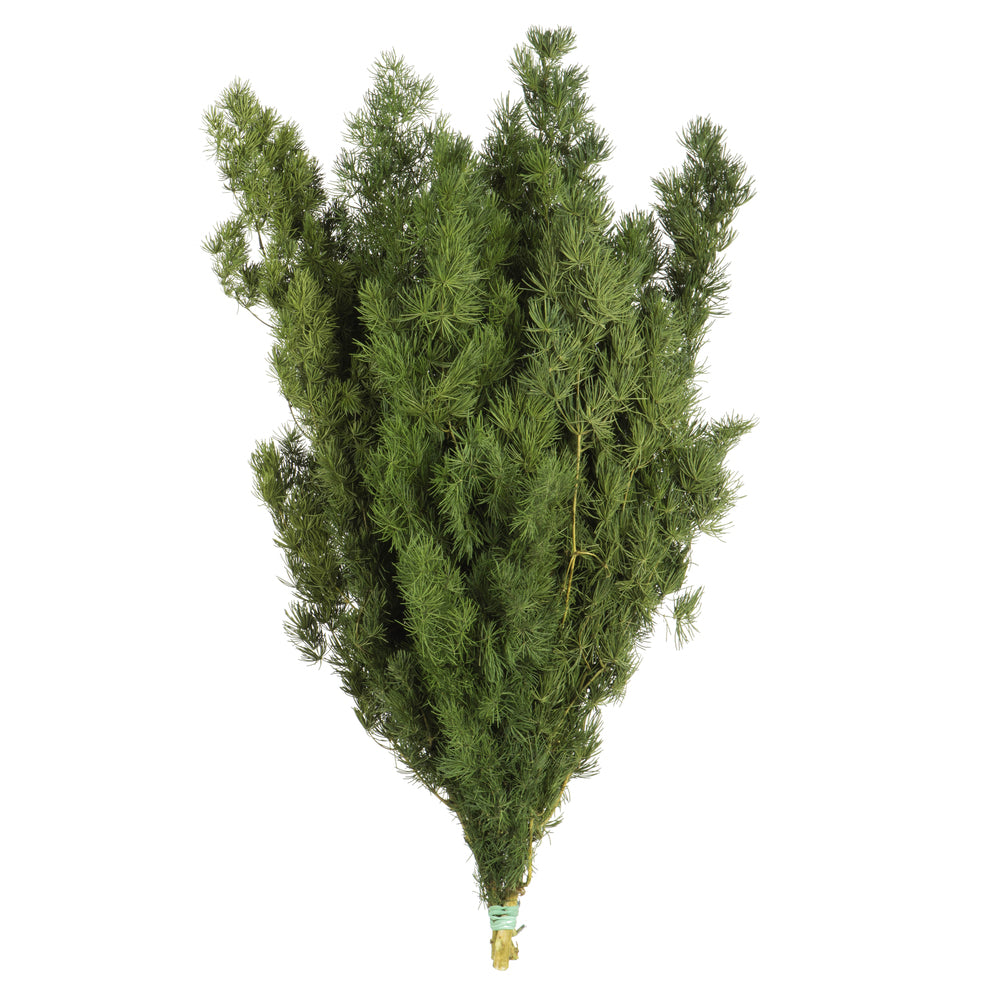 Green Ming Fern