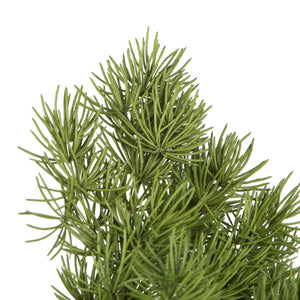 Green Ming Fern