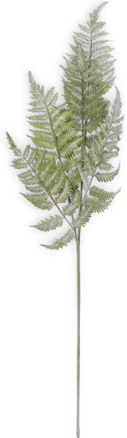 Ostrich Fern Stem